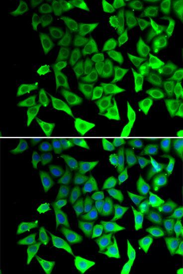 Immunofluorescence - PTGES2 antibody (144-60335)