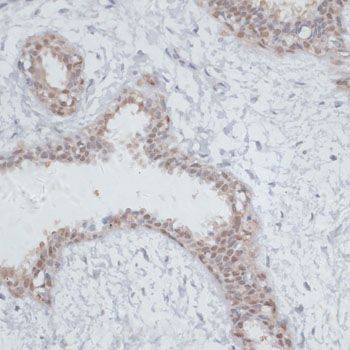 Immunohistochemistry - NOL3 Polyclonal Antibody (144-06319)