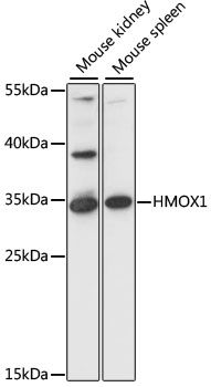 Western blot - HMOX1 Polyclonal Antibody (144-60344)
