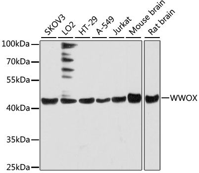 Western blot - WWOX antibody (144-012653)