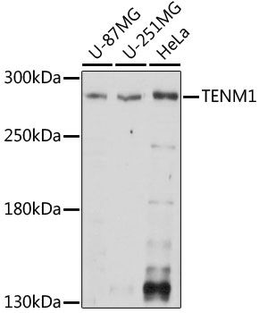 Western blot - TENM1 antibody (144-015774)
