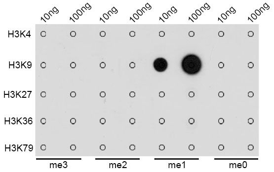Dot Blot - MonoMethyl-Histone H3-K9 pAb (144-02358)