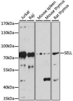 Western blot - SELL antibody (144-01622)