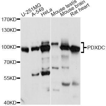Western blot - PDXDC1 antibody (144-014856)