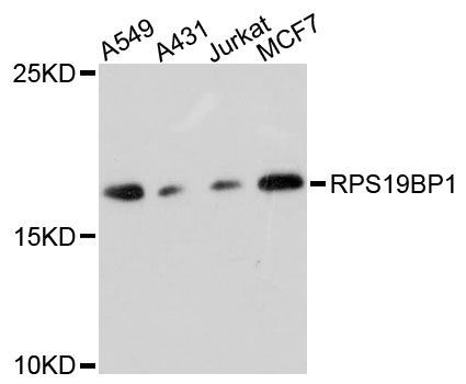 Western blot - RPS19BP1 antibody (144-60246)