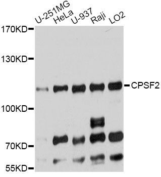 Western blot - CPSF2 Polyclonal Antibody (144-09297)