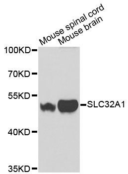 Western blot - SLC32A1 antibody (144-03129)