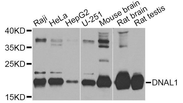 Western blot - DNAL1 Antibody (144-12601)