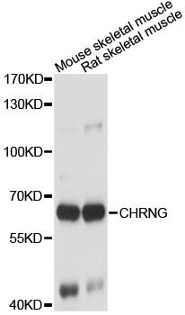 Western blot - CHRNG antibody (144-07884)