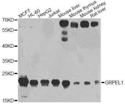 Western blot - GRPEL1 antibody (144-04999)