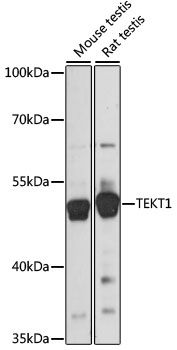 Western blot