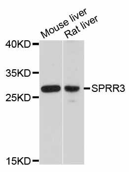 Western blot - SPRR3 antibody (144-12041)