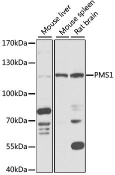 Western blot