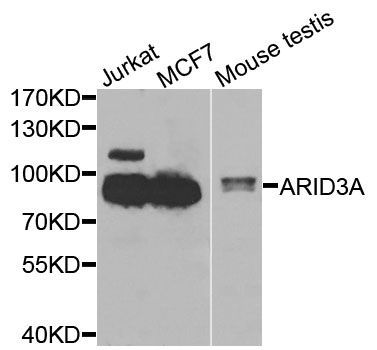 Western blot - ARID3A Polyclonal Antibody (144-07668)