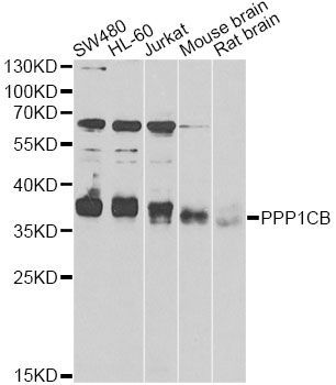 Western blot - PPP1CB antibody (144-60376)