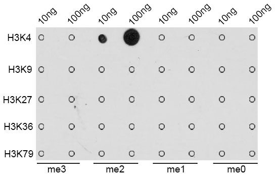 Dot Blot - DiMethyl-Histone H3-K4 pAb (144-61340)