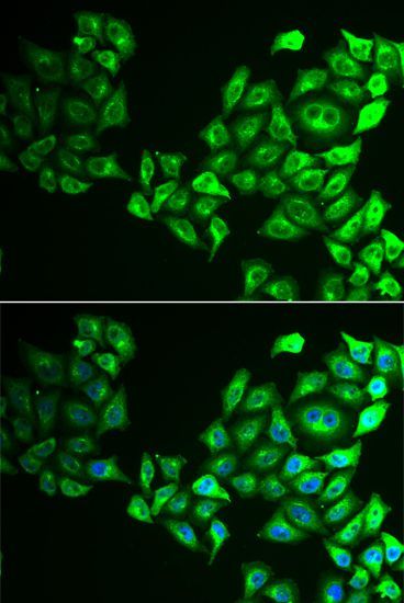 Immunofluorescence - CREB3 antibody (144-06567)