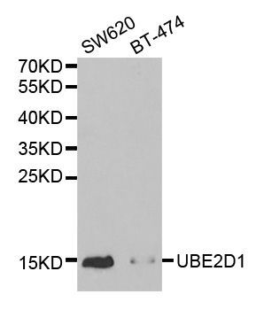 Western blot - UBE2D1 antibody (144-01951)