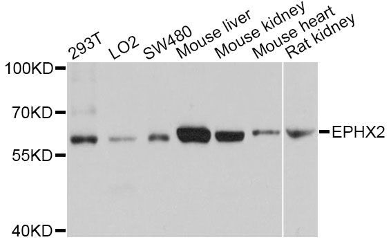Western blot - EPHX2 Polyclonal Antibody (144-01885)