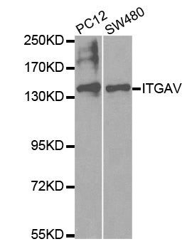 Western blot - ITGAV antibody (144-02091)