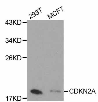 Western blot - CDKN2A Polyclonal Antibody (144-00262)