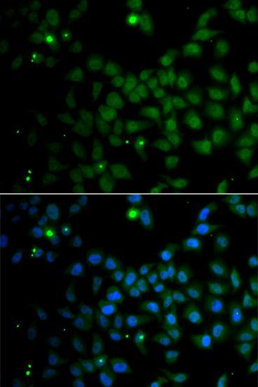 Immunofluorescence - SMAD9 antibody (144-07518)