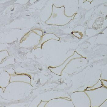 Immunohistochemistry - GPD1 Antibody (144-05715)