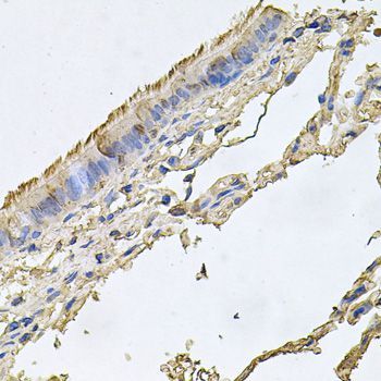 Immunohistochemistry - FABP12 antibody (144-09894)