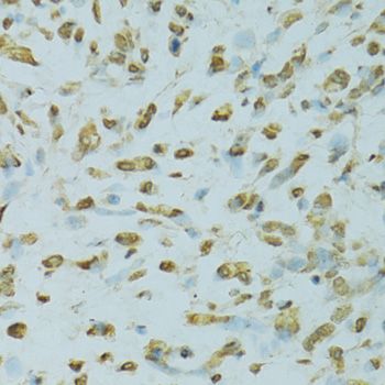 Immunohistochemistry - SAFB antibody (144-07927)