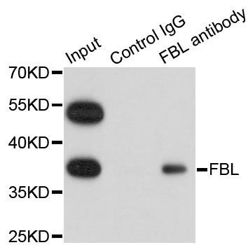 Immunofluorescence - FBL Polyclonal Antibody (144-60358)