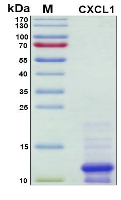 SDS-PAGE