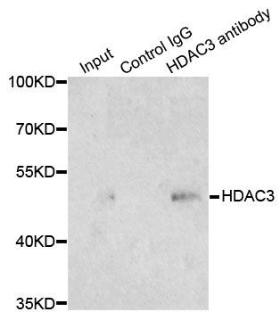 Immunoprecipitation - HDAC3 Polyclonal Antibody (144-02139)