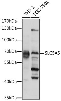 Western blot