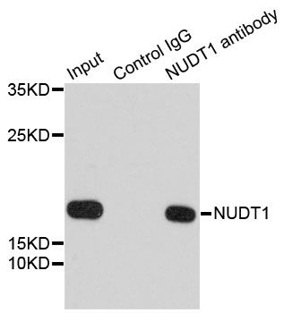 Immunohistochemistry - [KO Validated] NUDT1 Polyclonal Antibody (144-60285)
