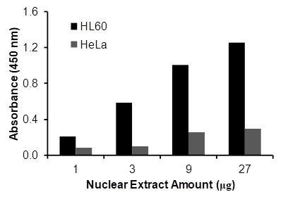 Transcription factor assay of NF-κB p52 from nuclear extracts of HL60 cells or HeLa cells with the RayBio NF-κBp52 TF Activity Assay.