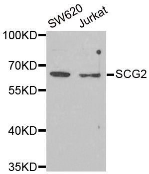 Western blot - SCG2 Polyclonal Antibody (144-06425)