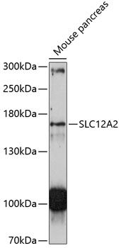Western blot
