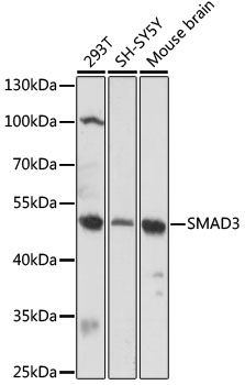 Western blot
