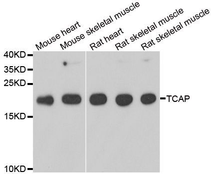 Western blot - TCAP antibody (144-06765)