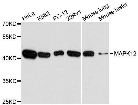 Western blot - MAPK12 antibody (144-60159)