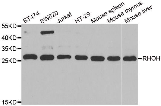 Western blot - RHOH antibody (144-06356)