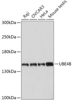 Western blot