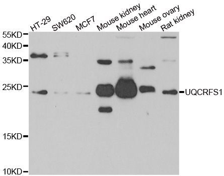 Western blot - UQCRFS1 antibody (144-06784)