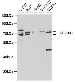 Western blot