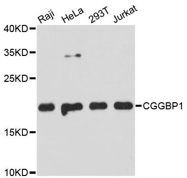 Western blot - CGGBP1 antibody (144-61385)