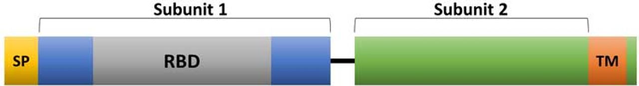 S-protein domains. RBD = RNA binding domain. SP = signal peptide. TM = transmembrane domain.