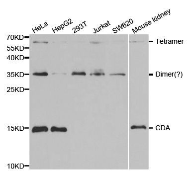 Western blot - CDA antibody (144-02006)