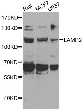 Western blot - LAMP2 antibody (144-014017)