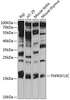 Western blot