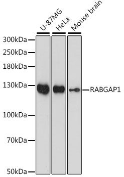 Western blot - RABGAP1 antibody (144-015804)
